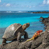 gvid iExporer 693 - Watch Video