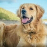 Quiz Factory - Guess the Dog Breed